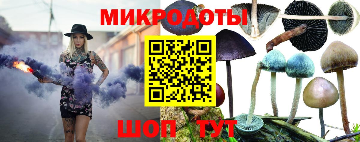 Псилоцибиновые грибы Psilocybe Красногорск